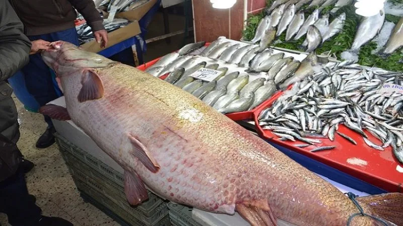 Boğazda dev balık sürüsü - İlgili Görsel