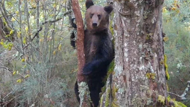 İspanya Adalet Bakanı Yusuf Dikeç Paylaştı - İlgili Görsel