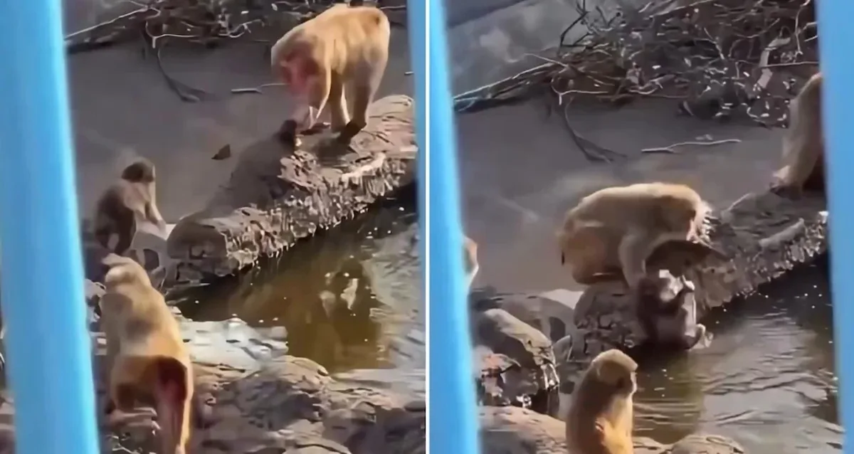 Punch'a Zulmü Bitti mi?