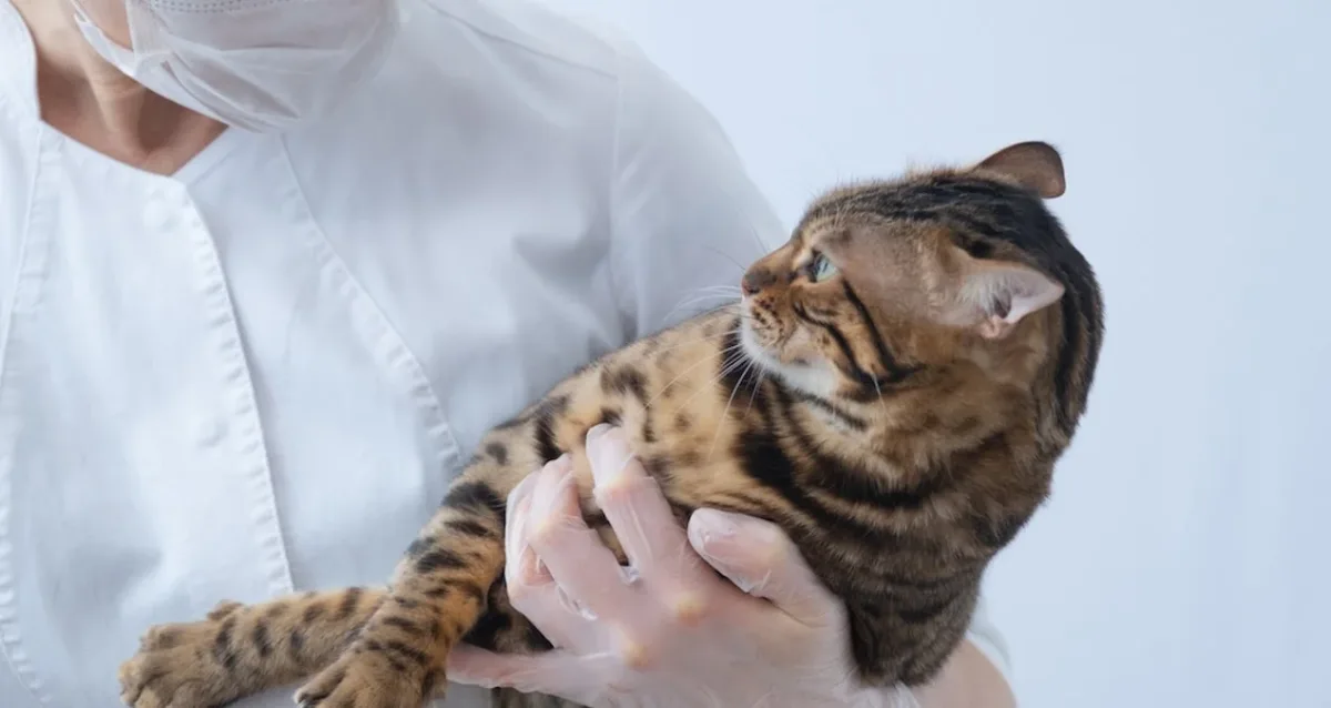Güneşte uyuyan sevimli bir tekir kedi, rahatlamış ve mutlu görünüyor.