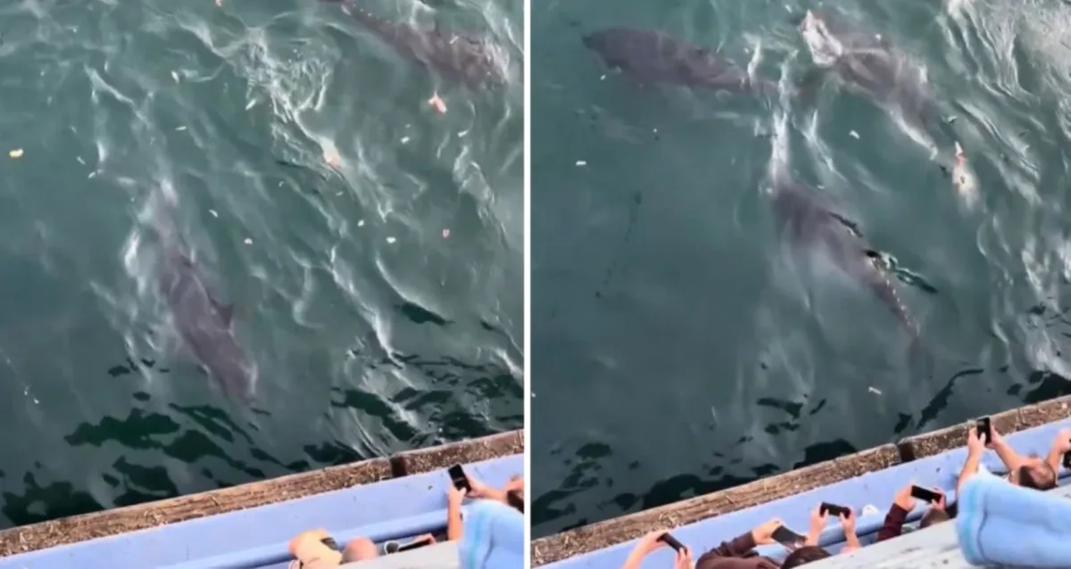 İstanbul Boğazı'ndaki dev balık sürüsü